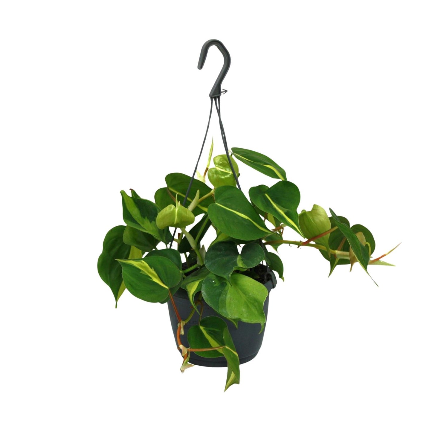 Philodendron Scandens Brasil - Ø15cm - ↕35cm - Plantabulous
