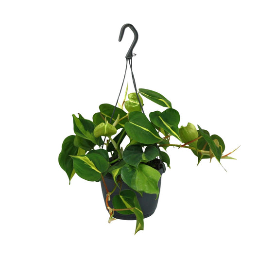 Philodendron Scandens Brasil - Ø15cm - ↕35cm - Plantabulous