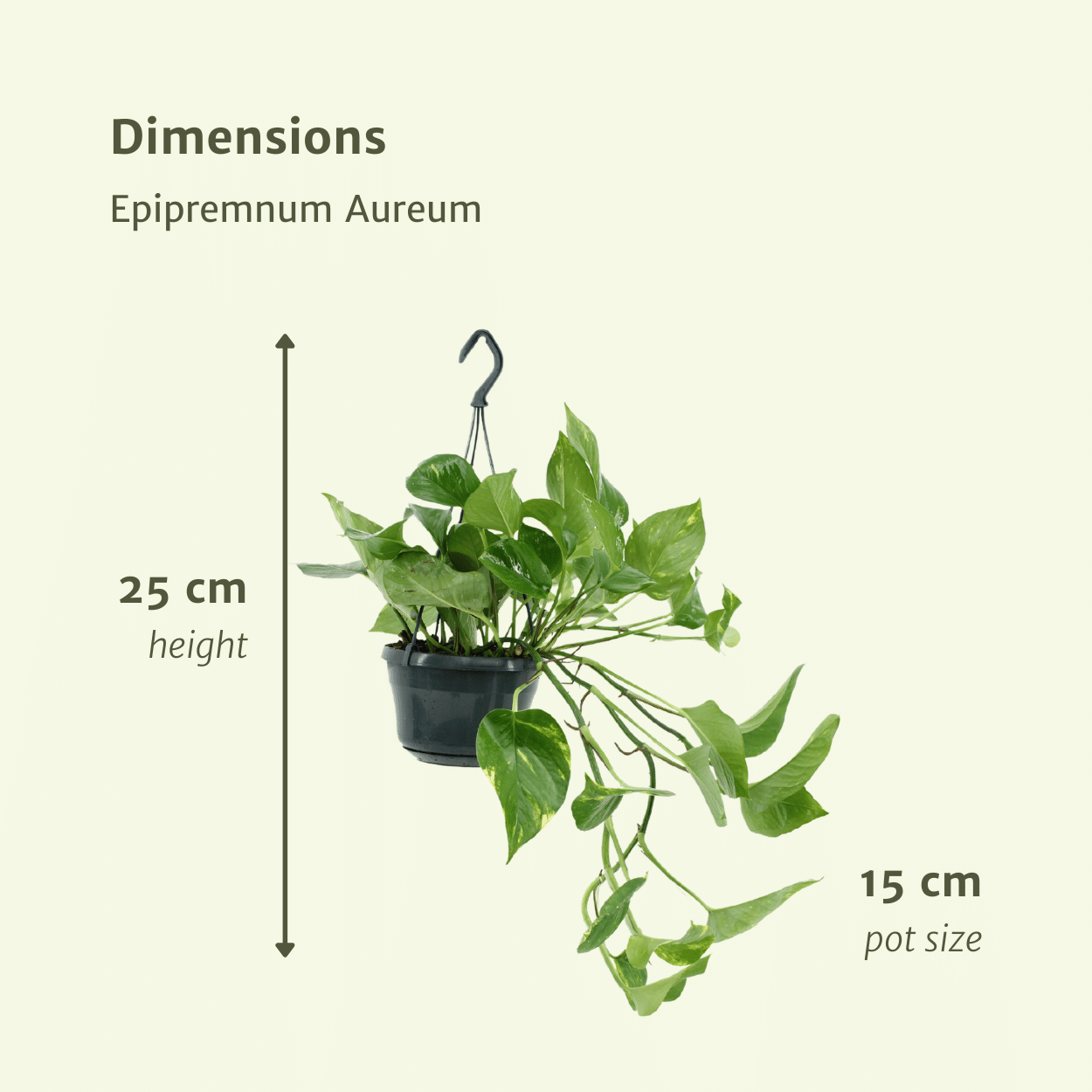 Pflanzen Set – 2 Pflanzen – Efeutute – Epipremnum 'Aureum' (Scindapsus) – ↑25 cm – Ø15 cm