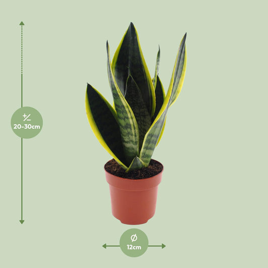 Bogenhanf – Sansevieria 'Futura Superba' – ↑30 cm – Ø12 cm