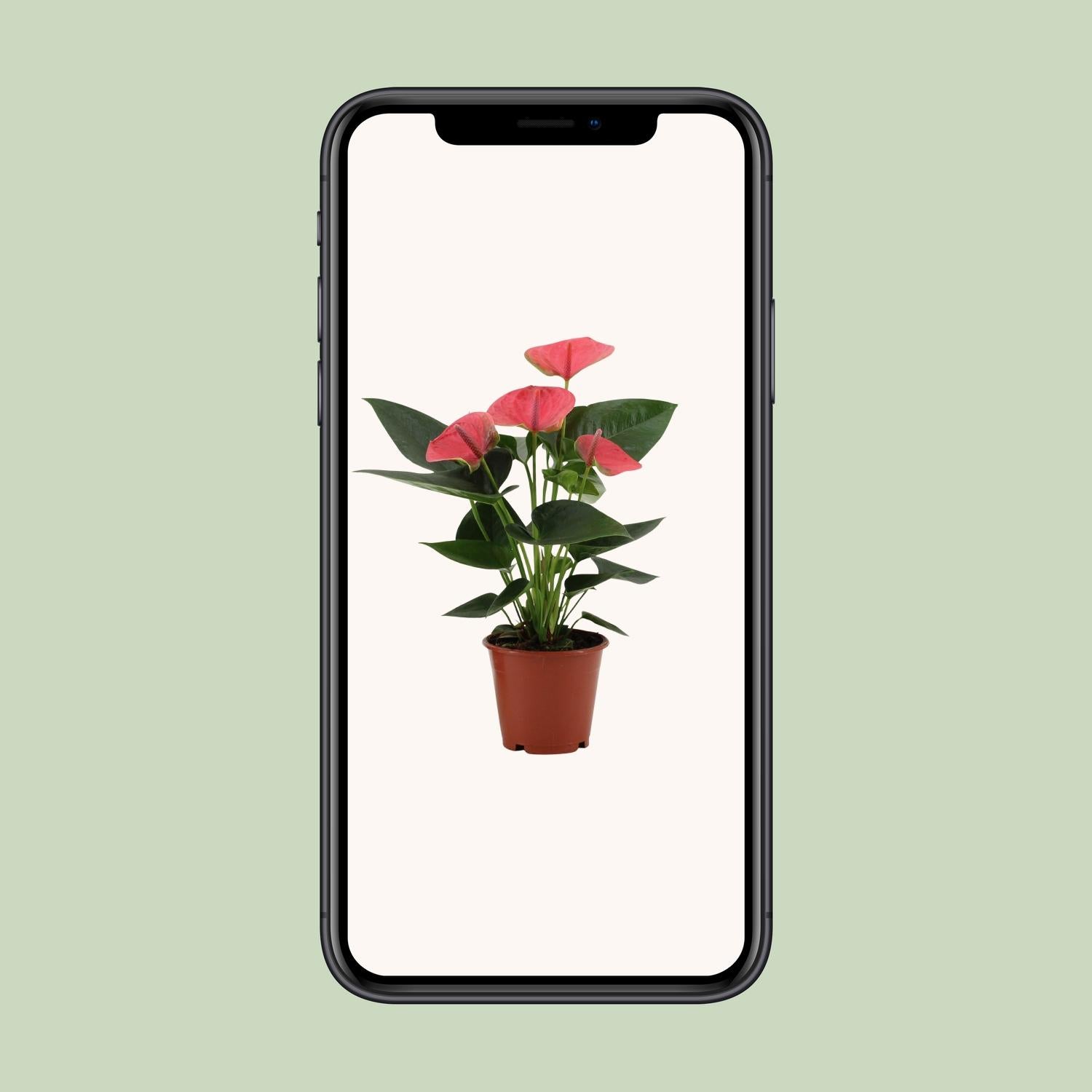 Anthurium Sweet Dream In Transparant Sleeve - Ø12cm - ↕36cm - Plantabulous