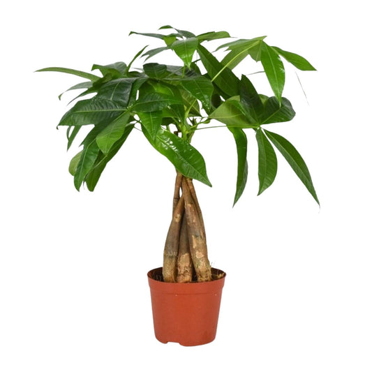 Pachira Aquatica - Ø12cm - ↕35cm - Plantabulous