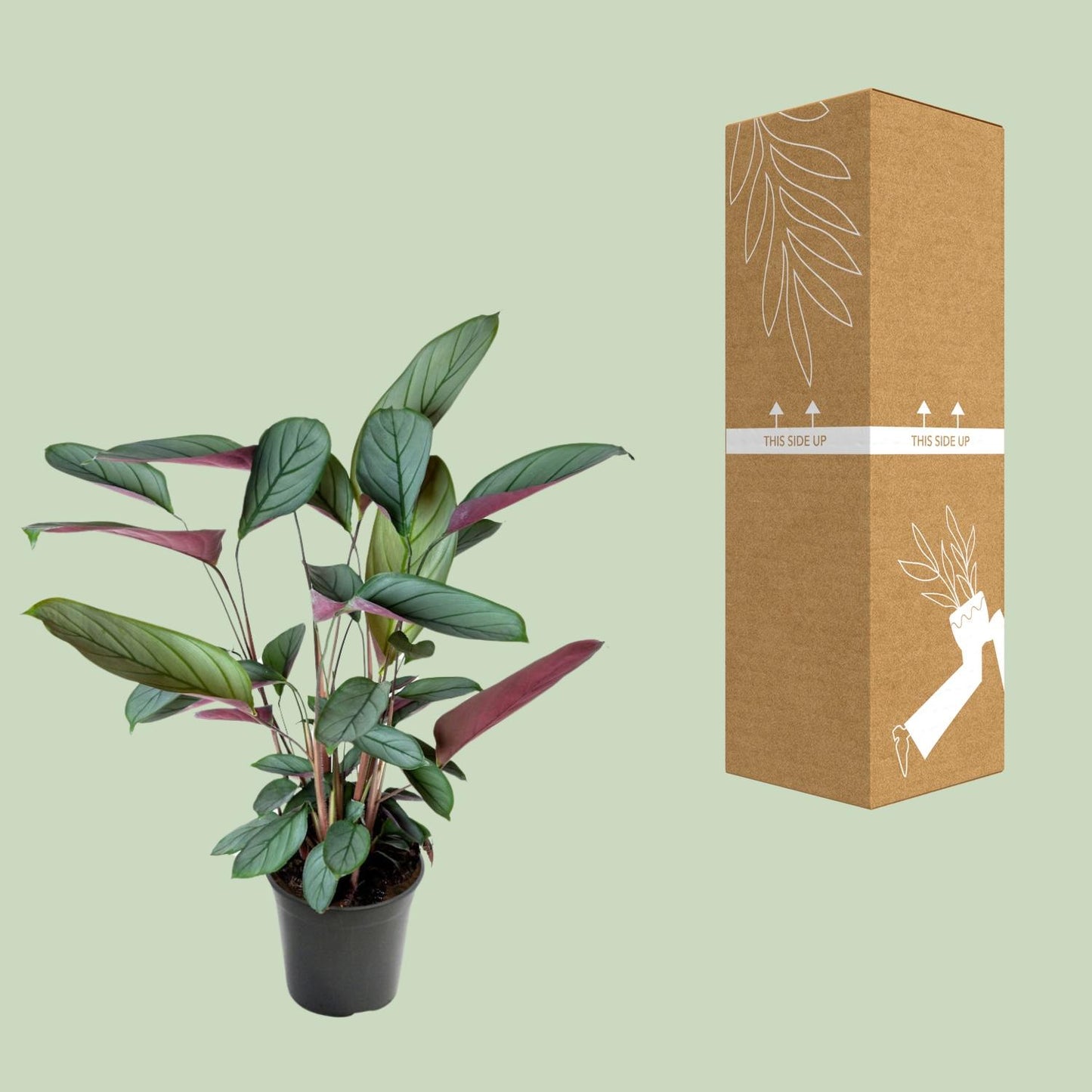 Ctenanthe Setosa - Ø17cm - ↕60cm - Plantabulous