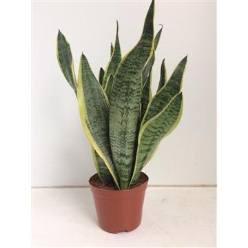 Bogenhanf – Sansevieria Futura 'Superba' – ↑40 cm – Ø14 cm
