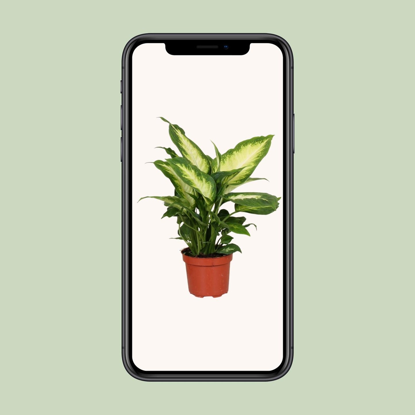 Dieffenbachie – Dieffenbachia Camilla – ↑35 cm – Ø12 cm