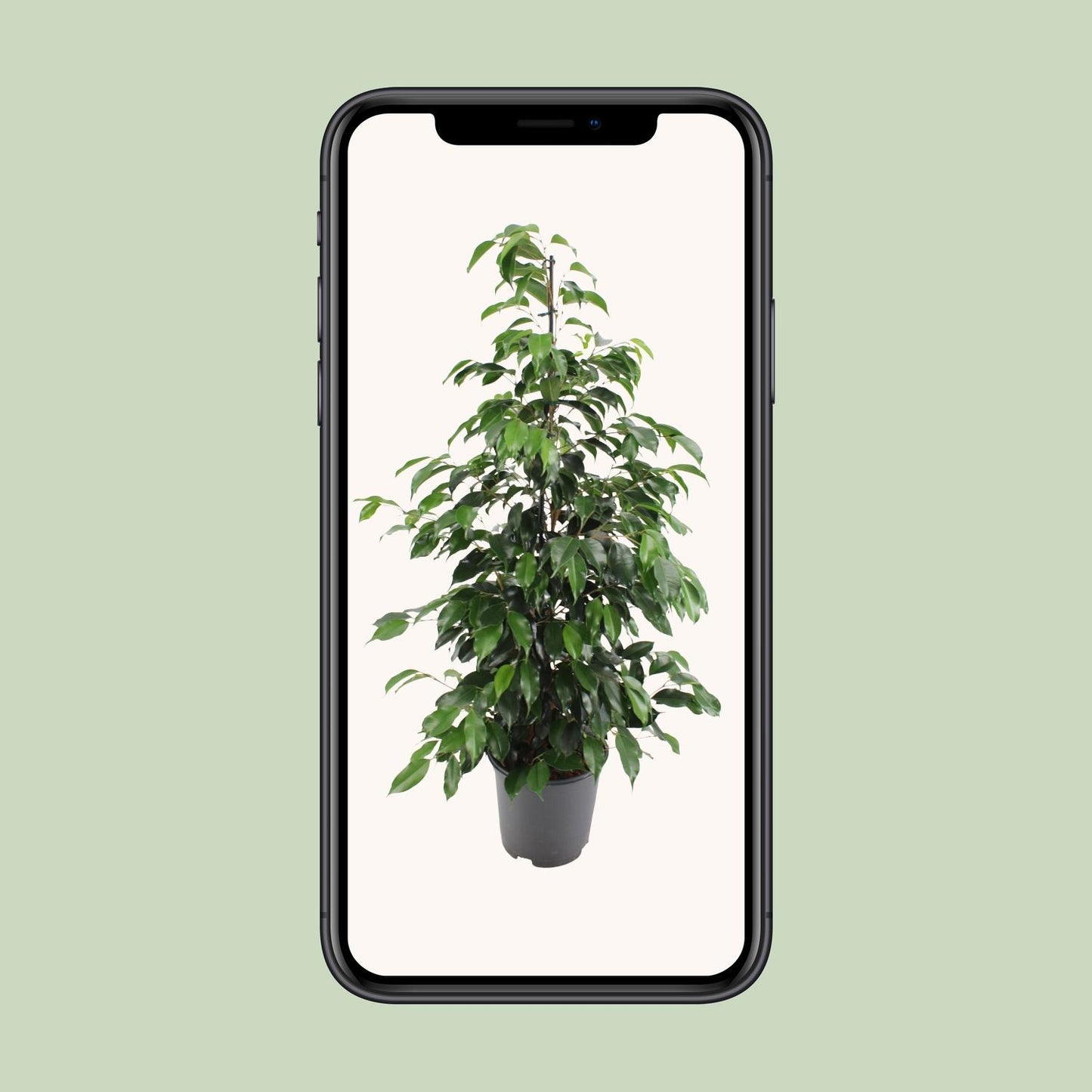 Feigenbaum – Ficus Benjamina 'Danielle' – 95 cm – Ø21 cm - Plantabulous