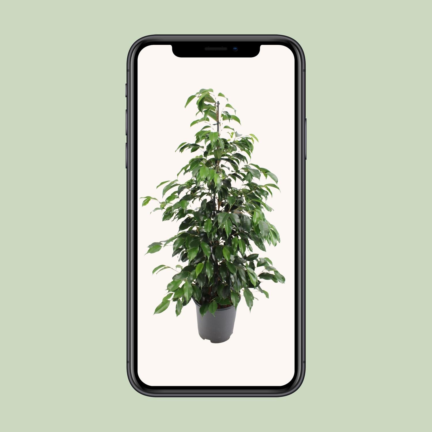 Feigenbaum – Ficus Benjamina 'Danielle' – 95 cm – Ø21 cm - Plantabulous