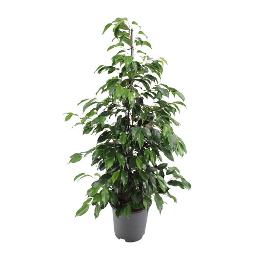 Feigenbaum – Ficus Benjamina 'Danielle' – 95 cm – Ø21 cm - Plantabulous