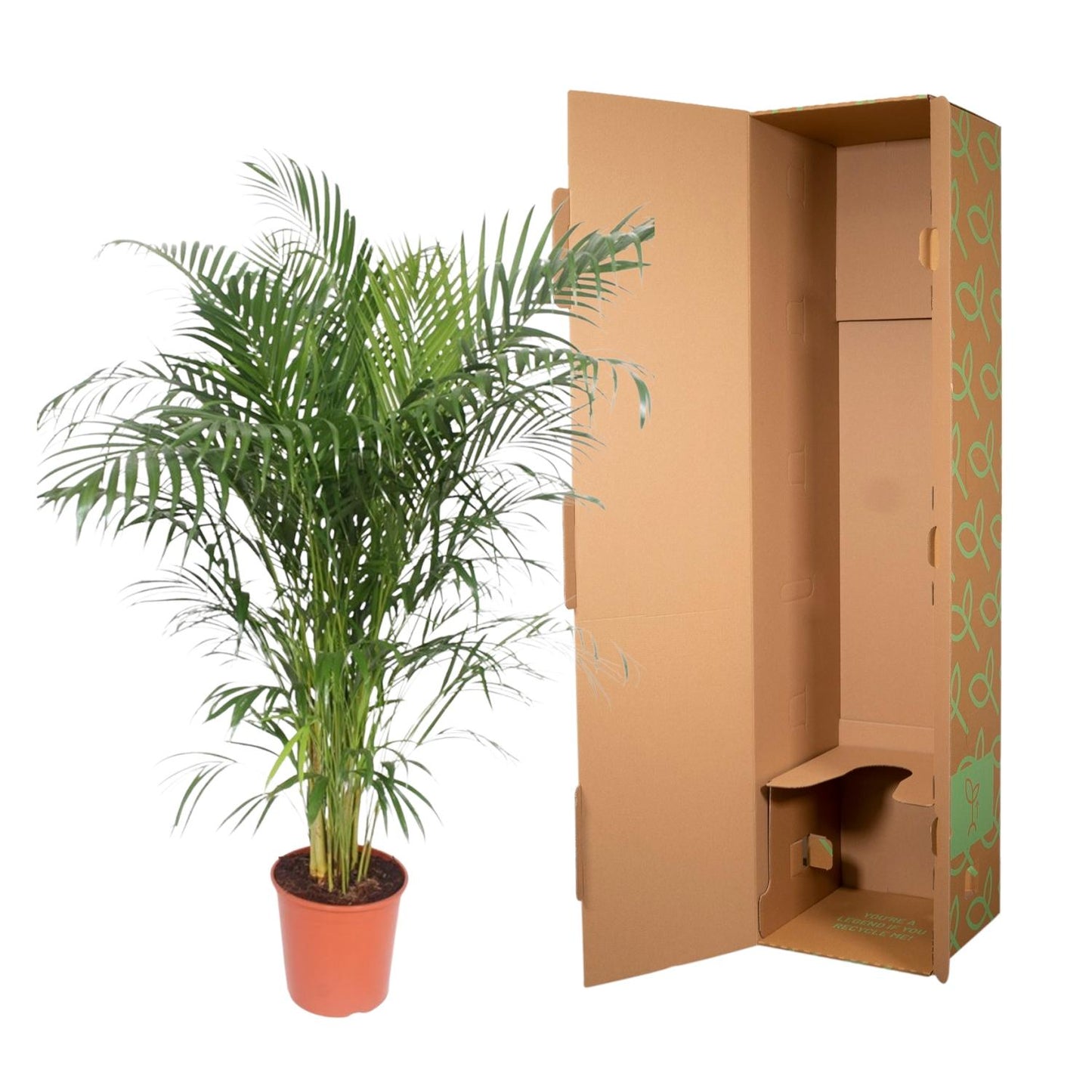 Areca Palme - Dypsis Lutescens - 150 cm - ø30 - Plantabulous