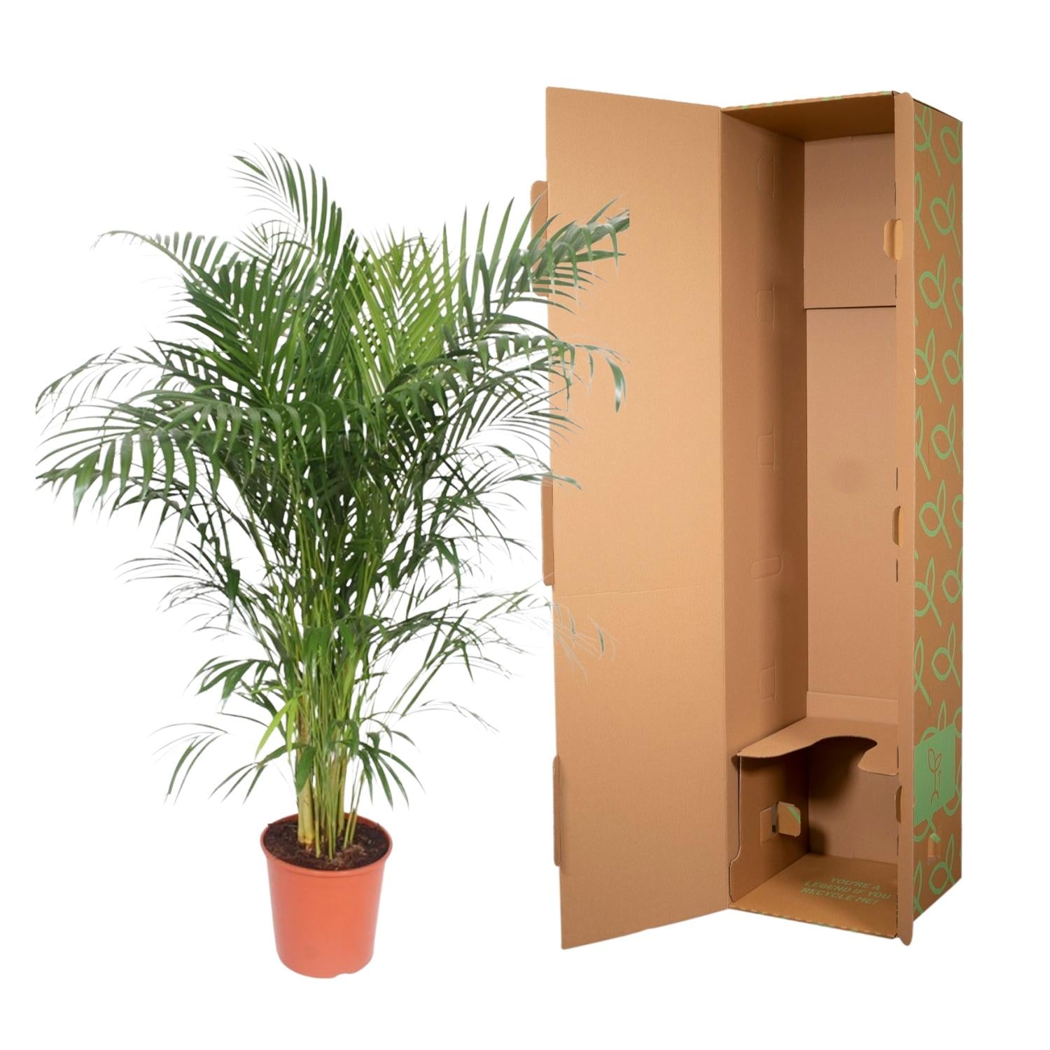 Areca Palme - Dypsis Lutescens - 150 cm - ø30 - Plantabulous