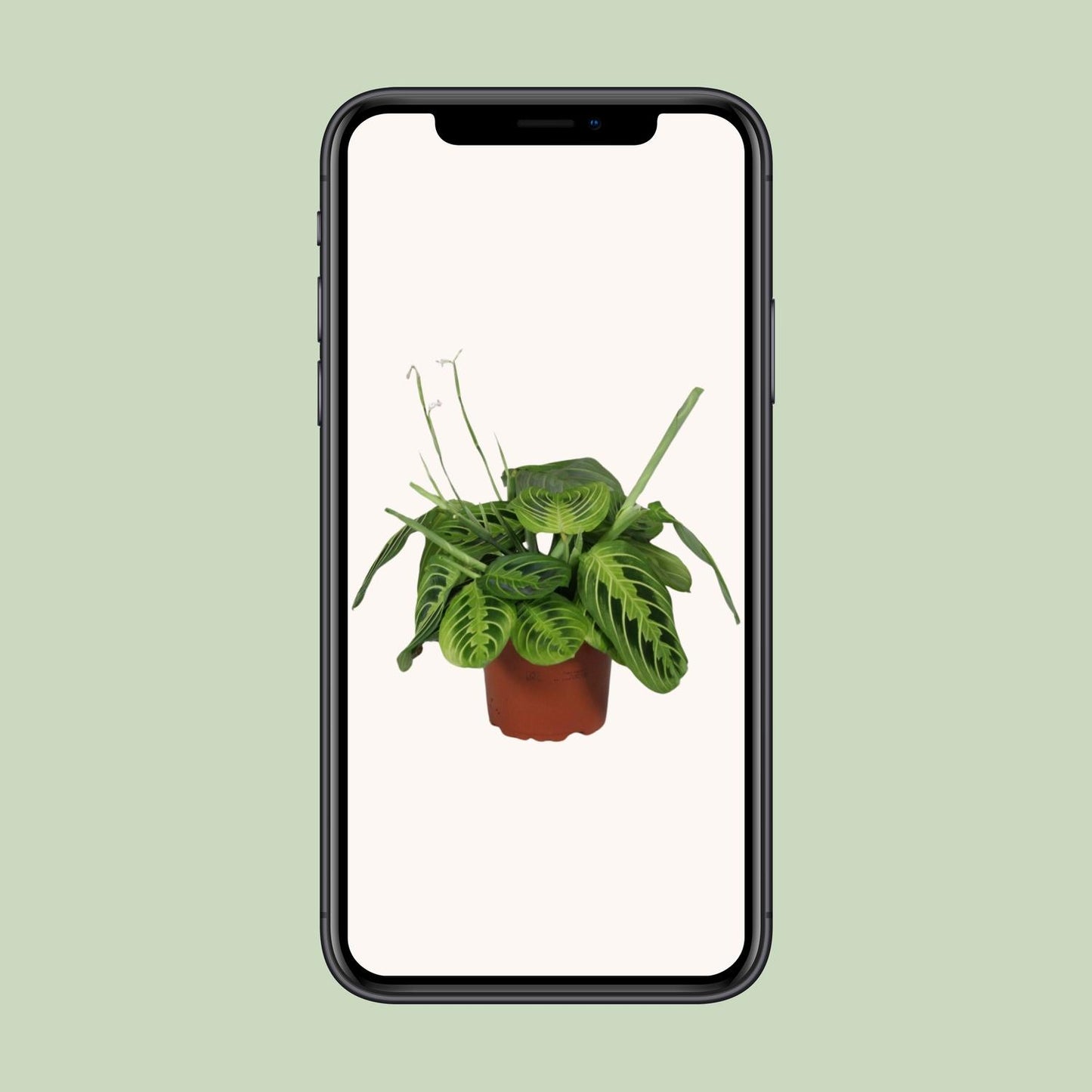 Pfeilwurz – Maranta Leuconeura 'Fascinator Lemon Lime' – ↑30 cm – Ø12 cm