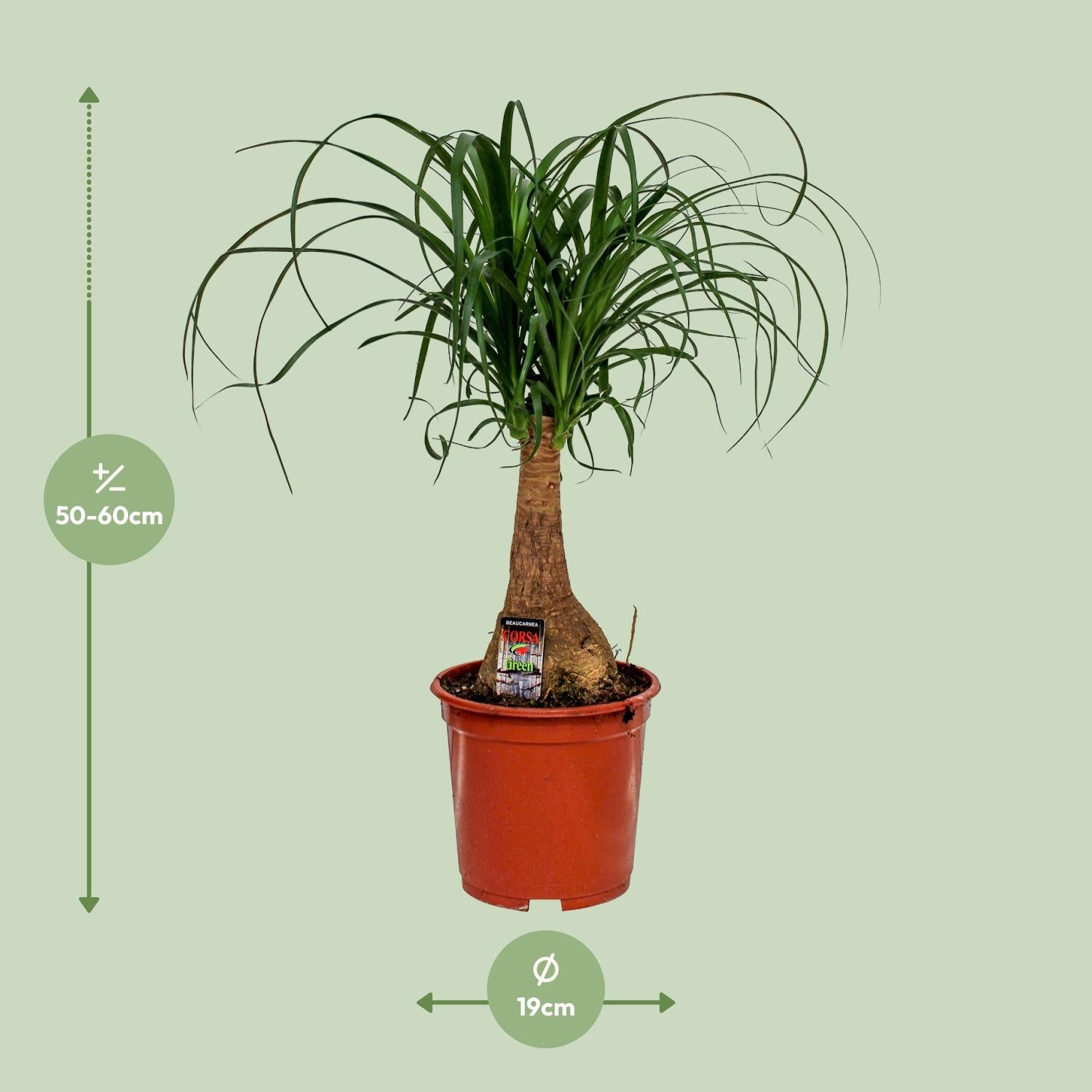 Beaucarnea Nolina - Ø19cm - ↕60cm - Plantabulous