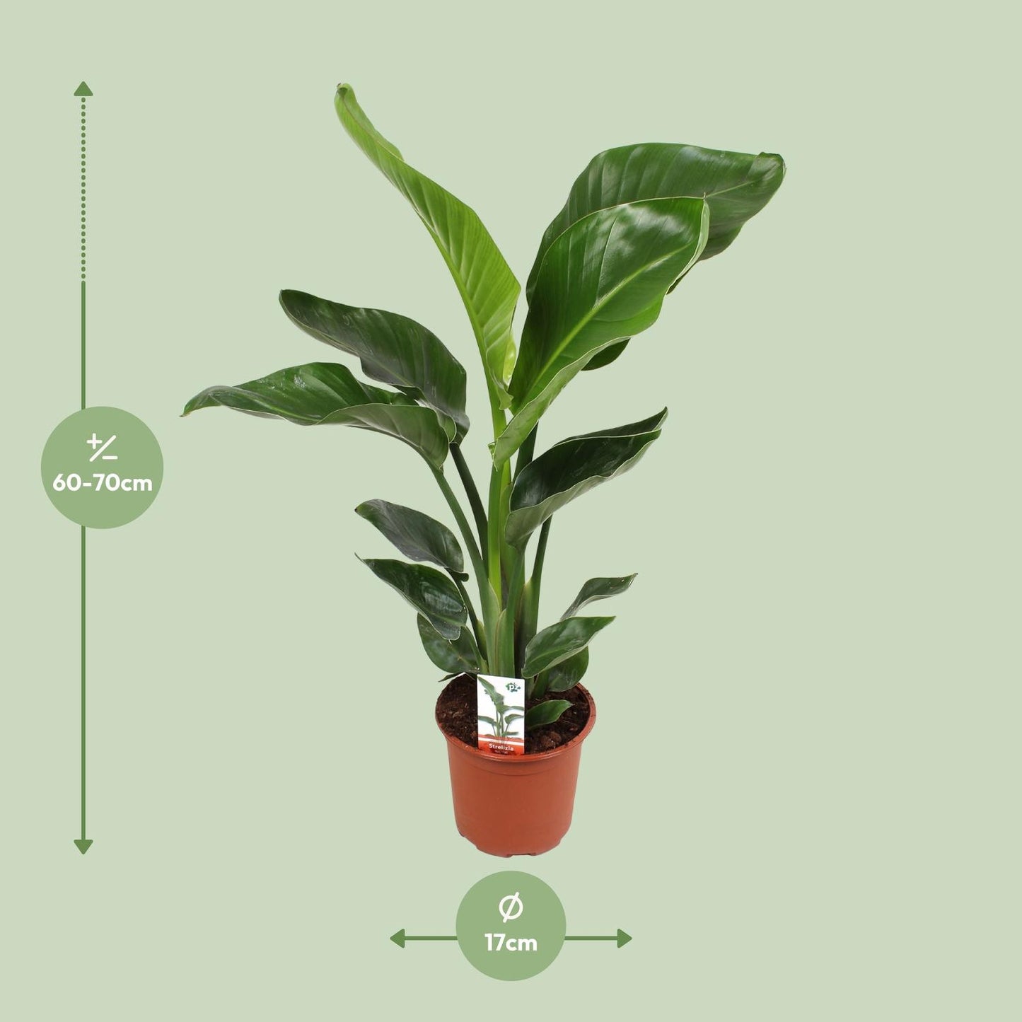 Strelitzia Nicolai 17 Cm - Ø17cm - ↕70cm - Plantabulous