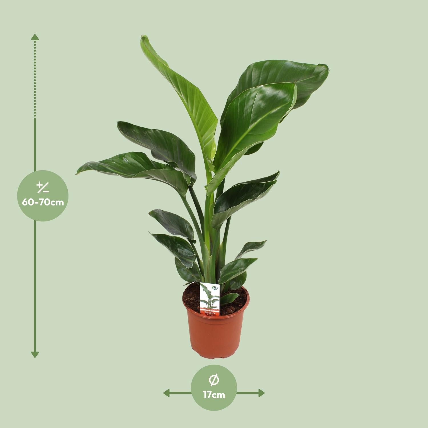 Strelitzia Nicolai 17 Cm - Ø17cm - ↕70cm - Plantabulous