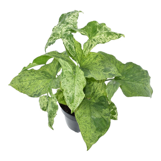 Pfeilblatt – Syngonium podophyllum 'Mottled' – 25 cm – Ø12 cm - Plantabulous