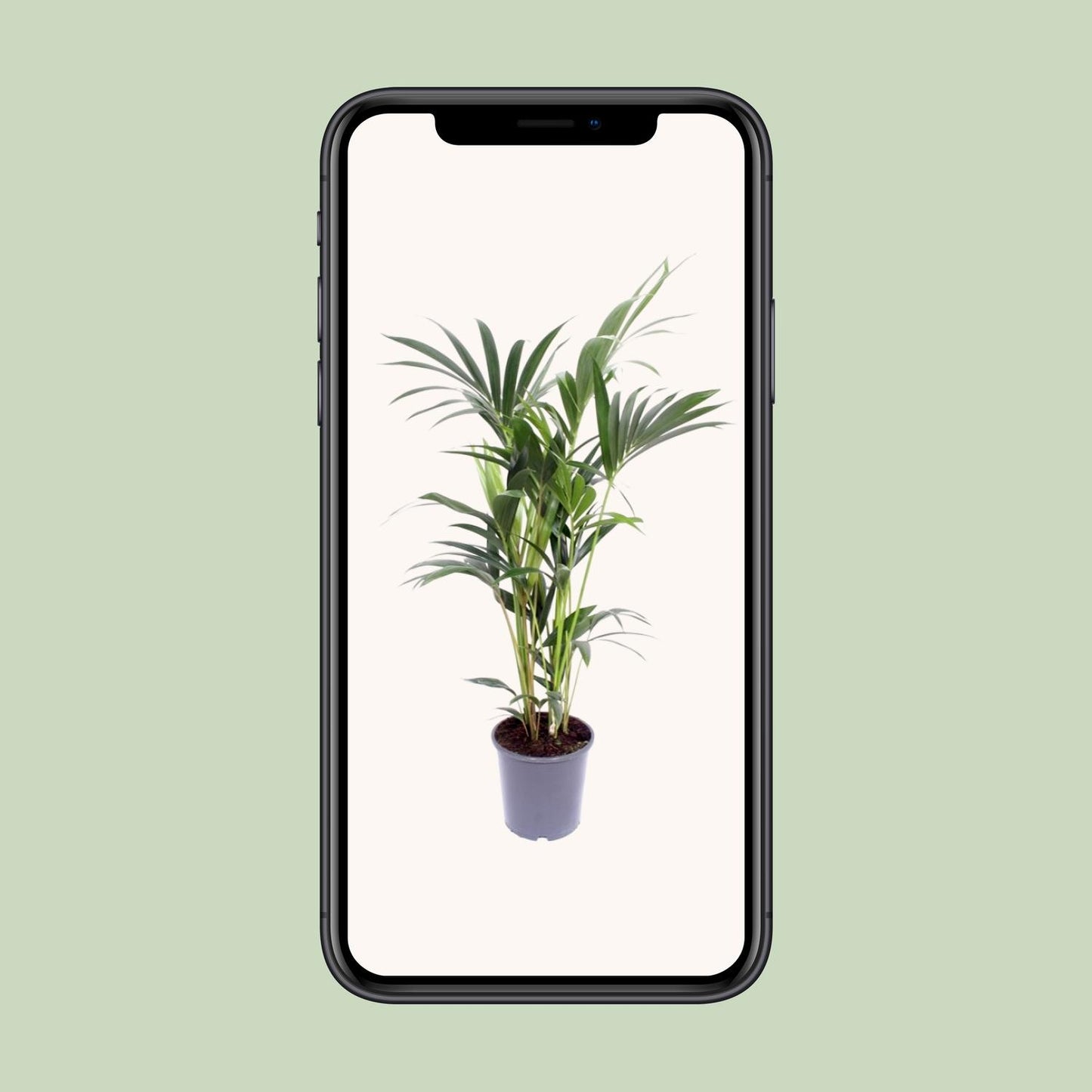 Kentia-Palme – Howea Forsteriana – ↑120 cm – Ø21 cm