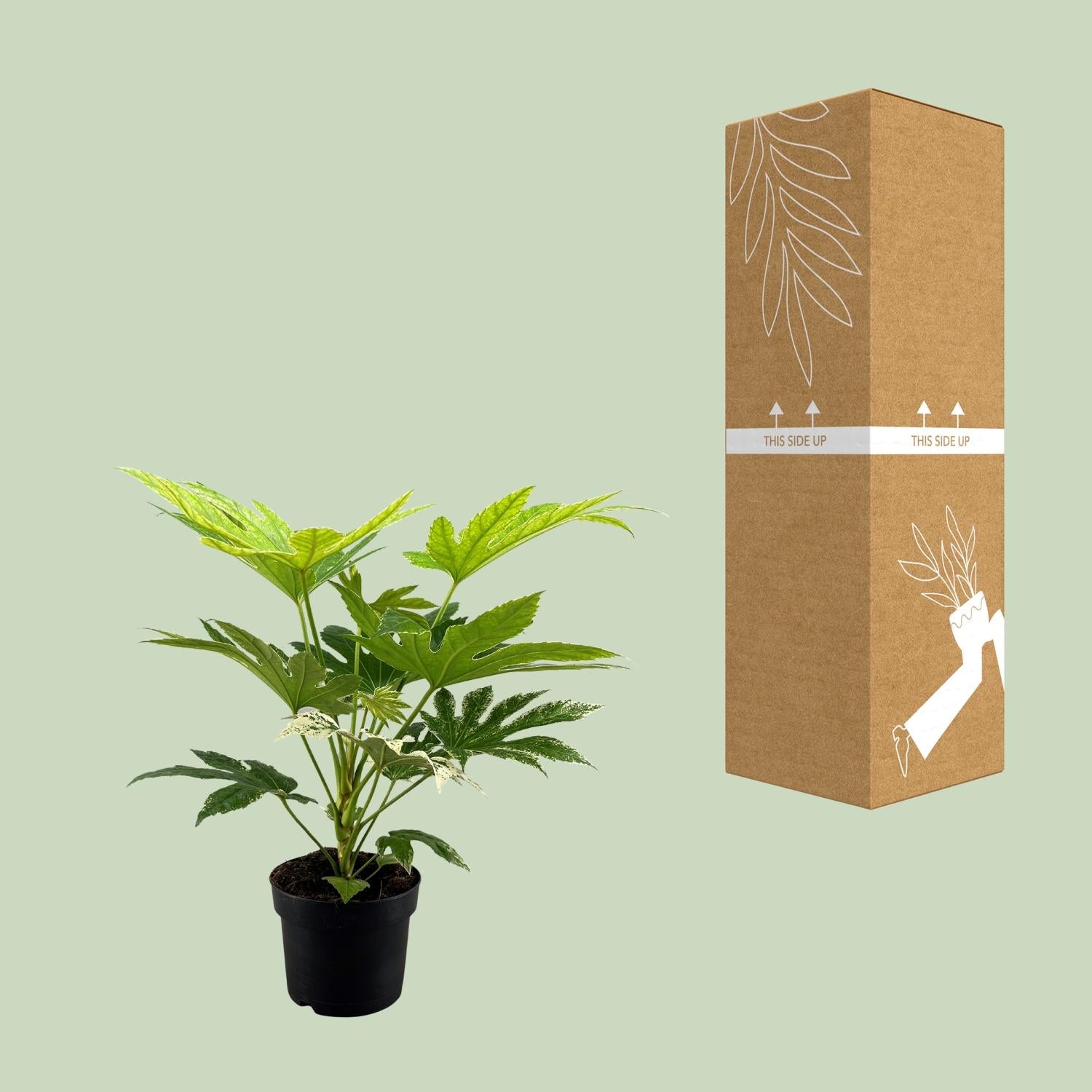 Fatsia Japonica Spider Web - Ø17cm - ↕50cm - Plantabulous