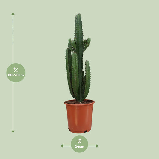 Euphorbia Trigona Rubra - Ø24cm - ↕90cm - Plantabulous