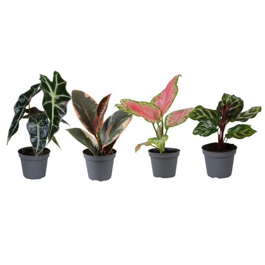 Babypflanzen-Überraschungsbox - Ø6cm - ↕5cm - x4 - Plantabulous