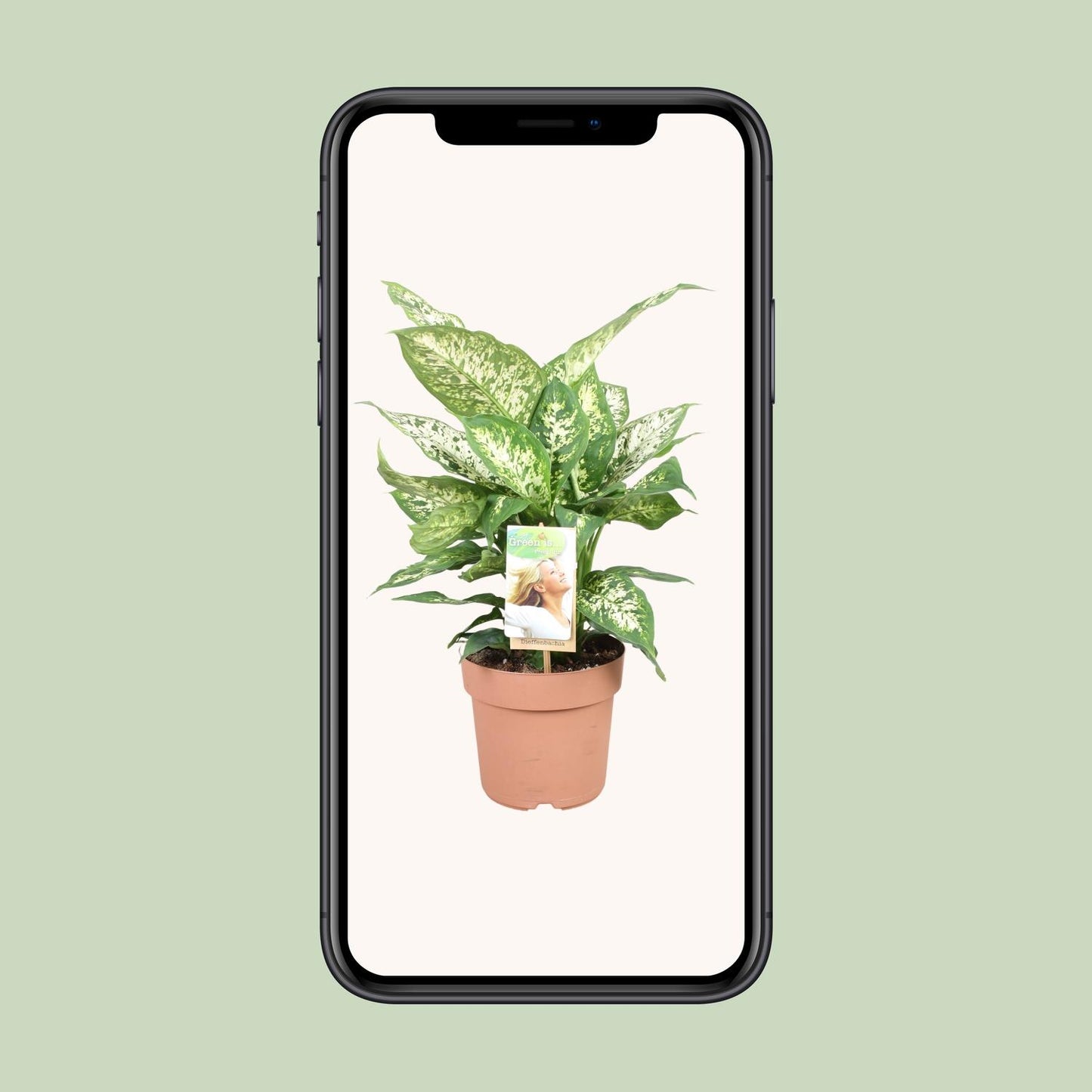 Dieffenbachie – Dieffenbachia Compacta – ↑45 cm – Ø17 cm