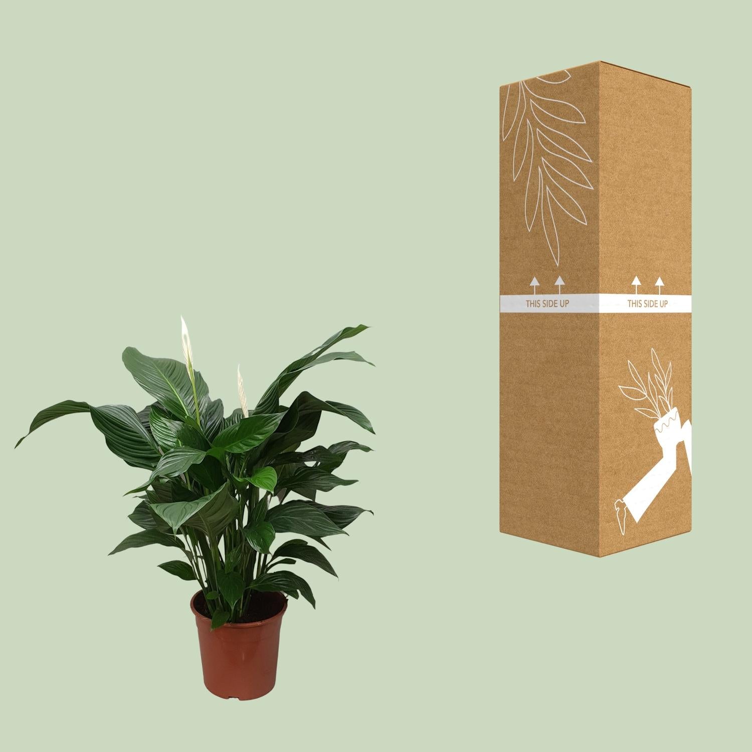 Spathiphyllum Sweet Silvana - Ø24cm - ↕80cm - Plantabulous