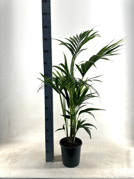 KENTIA - P21 H110 - 5PP - EcoLine (Howea Forsteriana - Ø21cm - ↕110cm - Plantabulous
