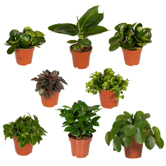 Überraschungsbox - 8 Pflanzen - ↑25cm - Ø12cm