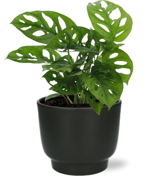 Monstera Monkey Leaf - Ø12cm - ↕30cm + Potenza Pot D13x11cm - Schwarz - Plantabulous