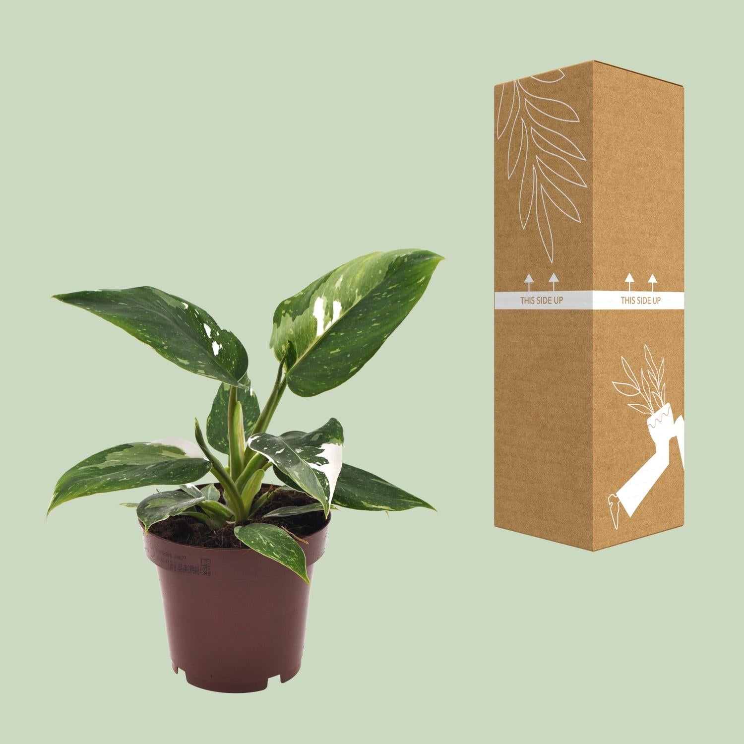 Philodendron White Princess - Ø12cm - ↕25cm - Plantabulous