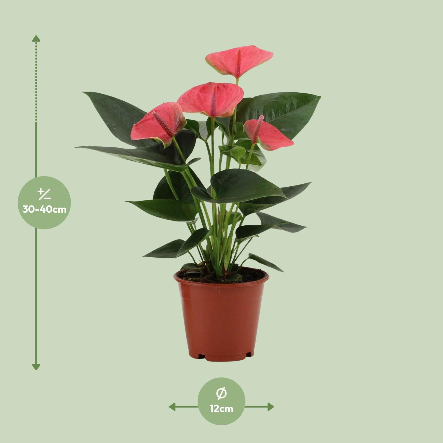 Anthurium Sweet Dream In Transparant Sleeve - Ø12cm - ↕36cm - Plantabulous