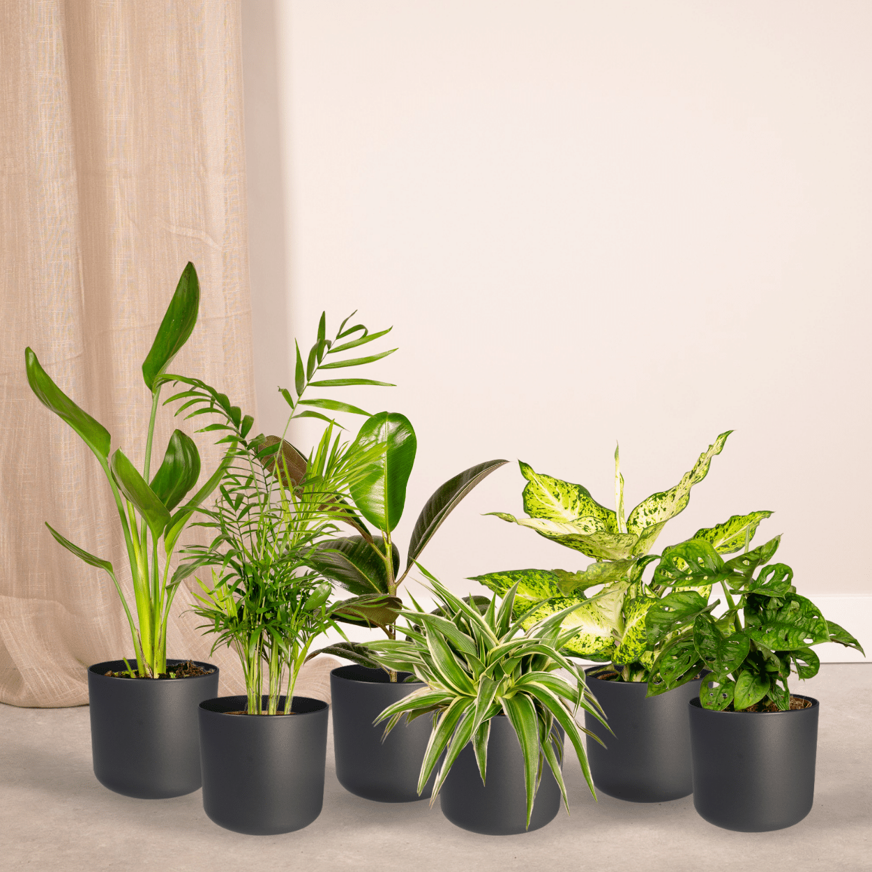 Überraschungsbox - 10 Pflanzen - 25 cm - Ø12cm - Plantabulous