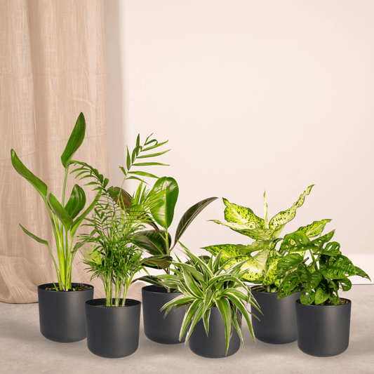 Überraschungsbox - 10 Pflanzen - 25 cm - Ø12cm - Plantabulous