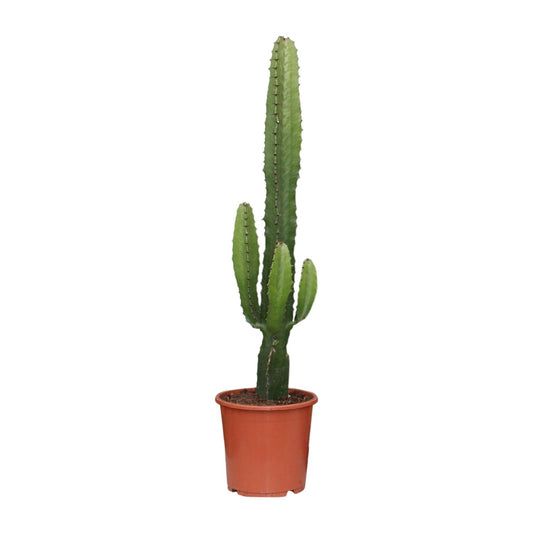 Wolfsmilch – Euphorbia acrurensis – 50 cm – Ø17 cm - Plantabulous