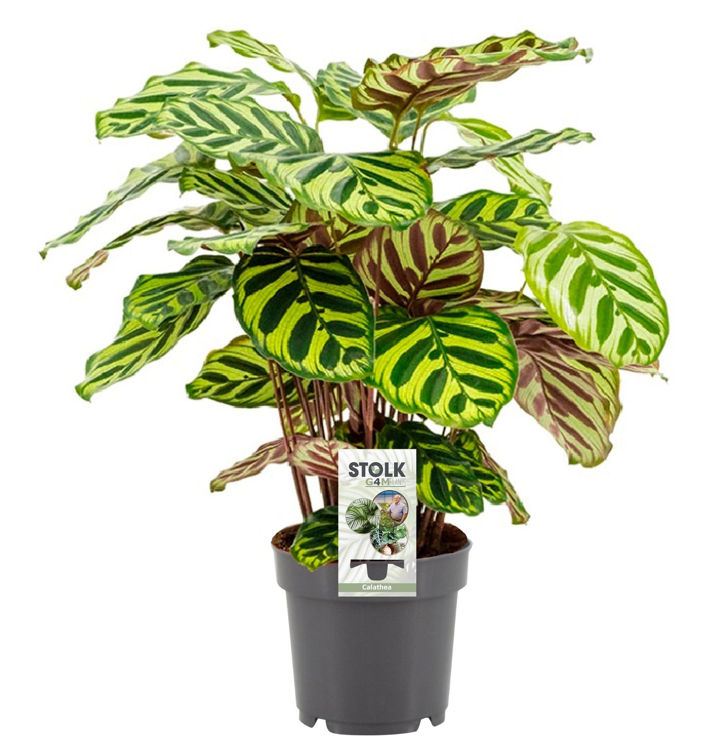 Calathea Makoyana - Ø14cm - ↕45cm - Plantabulous
