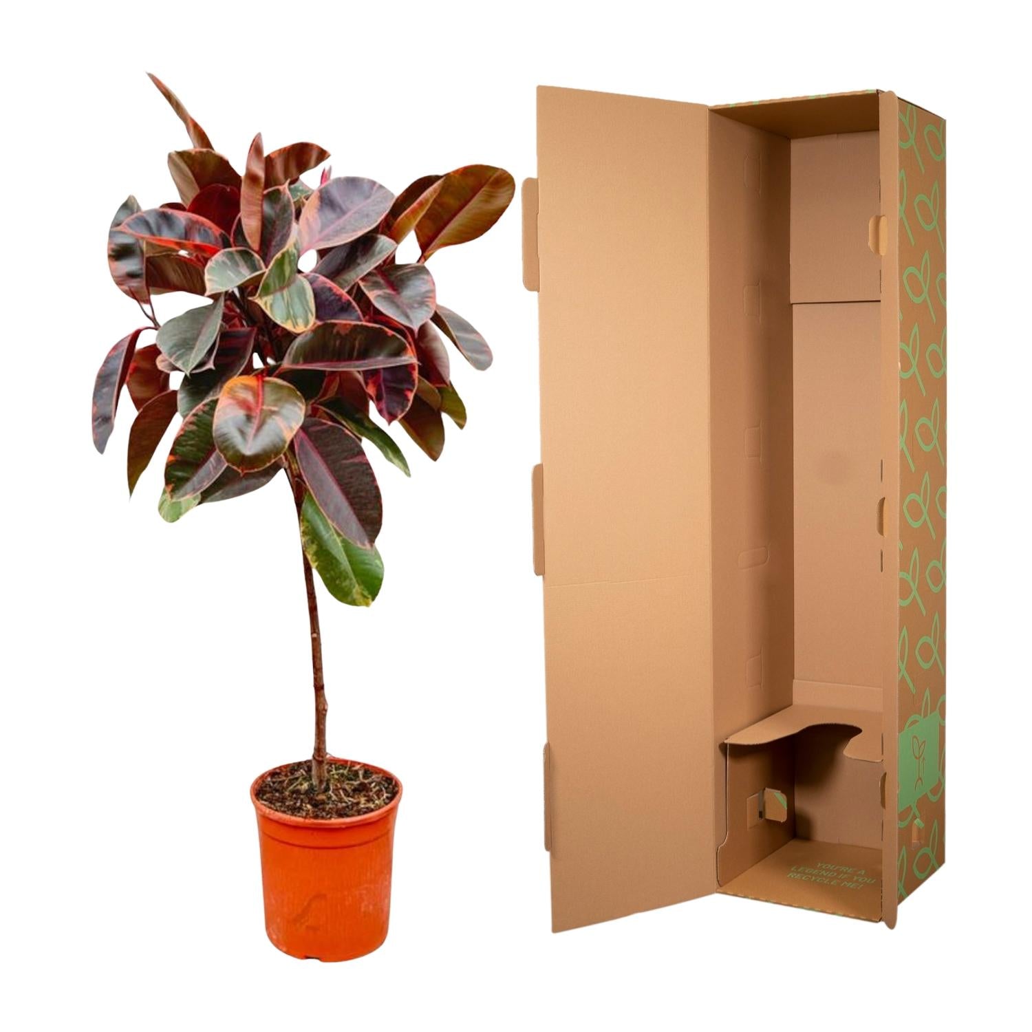 Gummibaum – Ficus elastica 'Belize'  – 130 cm – Ø24 cm - Plantabulous