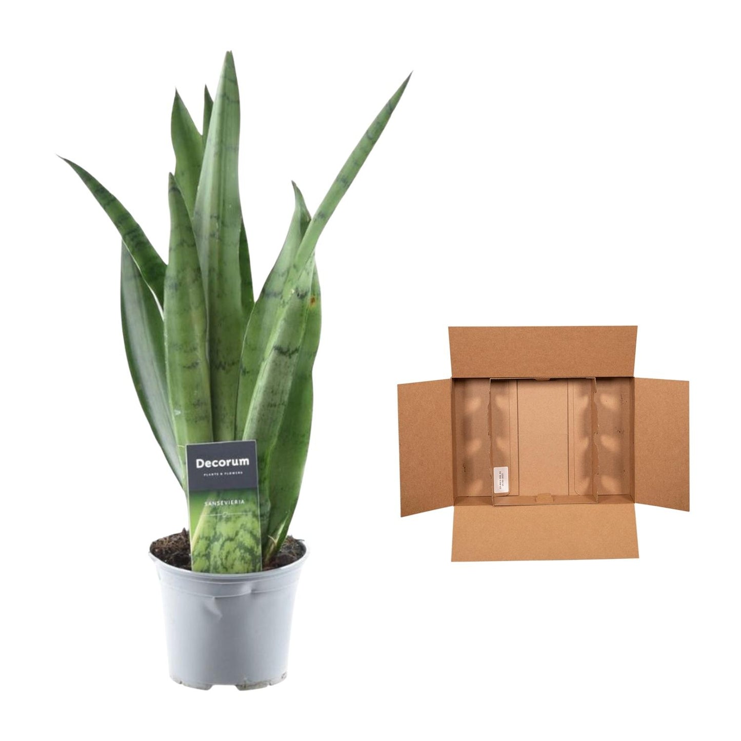 Bogenhanf – Sansevieria trifasciata 'Spearmint' – 45 cm – Ø12 cm - Plantabulous