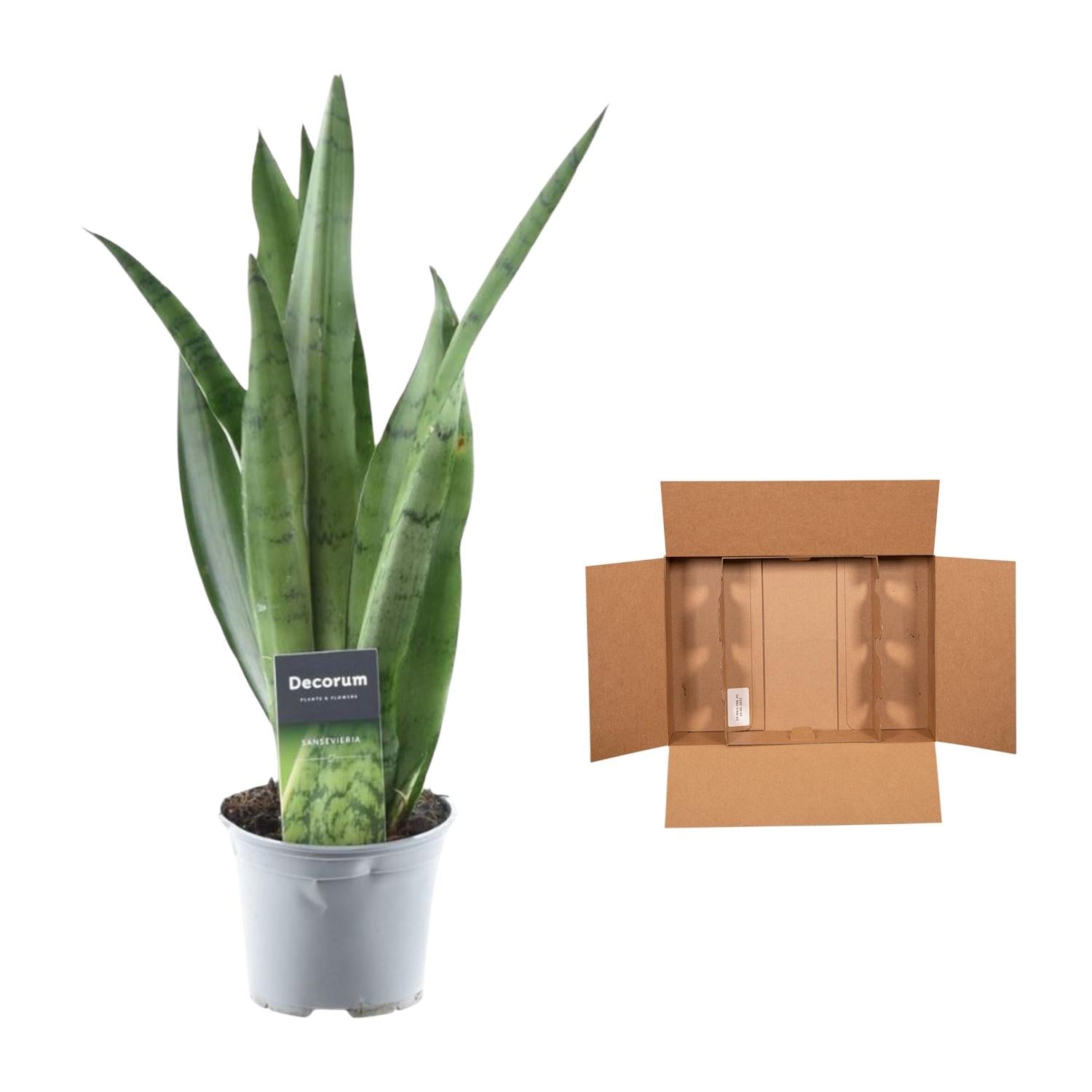Bogenhanf – Sansevieria trifasciata 'Spearmint' – 45 cm – Ø12 cm - Plantabulous