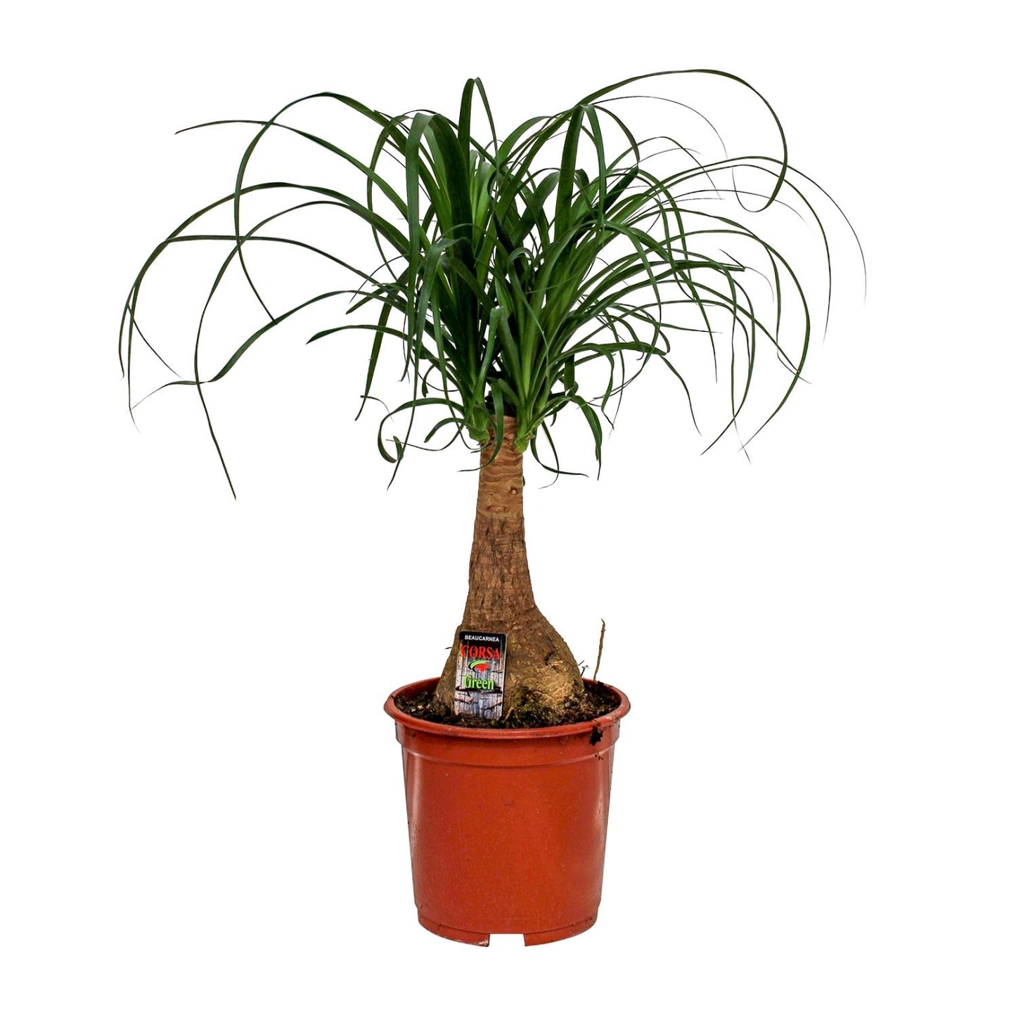 Beaucarnea Nolina - Ø19cm - ↕60cm - Plantabulous