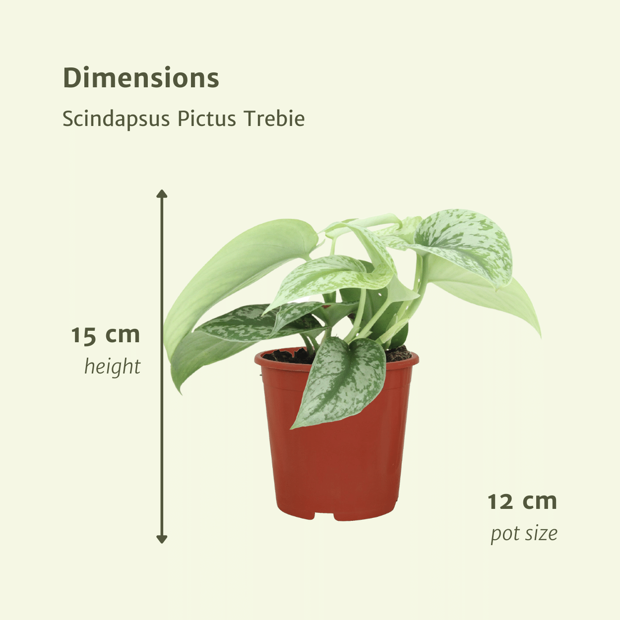 Pflanzen Set – 2 Pflanzen – Efeutute – Scindapsus Pictus 'Trebie' (Epipremnum) – ↑15 cm – Ø12 cm