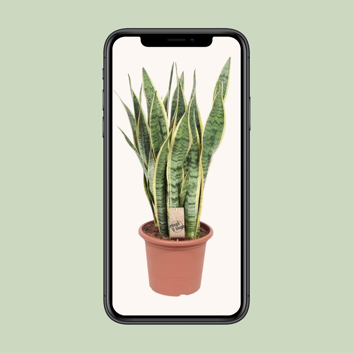 Bogenhanf – Sansevieria Trifasciata Laurentii – ↑85 cm – Ø25 cm