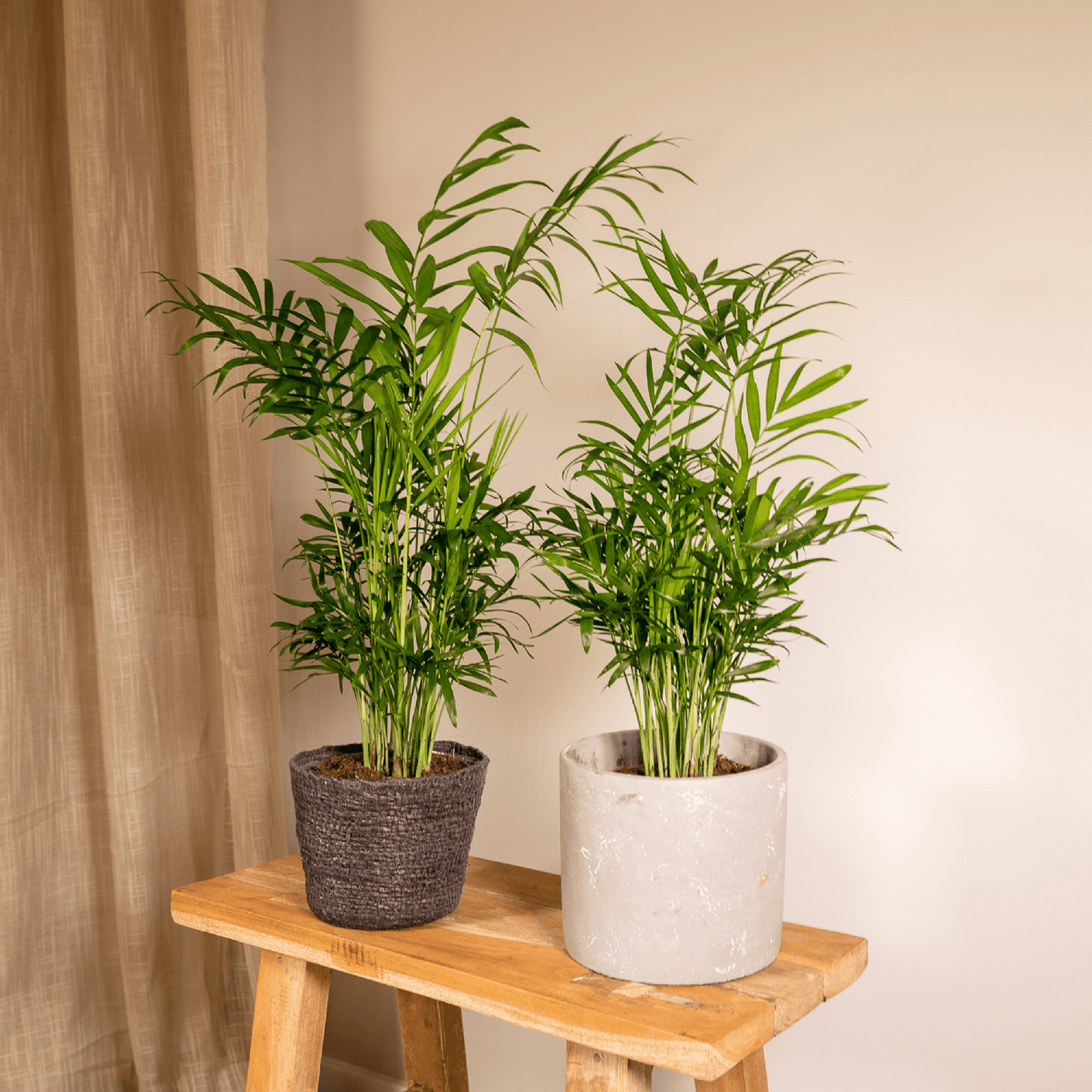 Pflanzen Set - 2 Pflanzen - Palmlilie - Chamaedorea Elegans - ↑40cm - Ø12 cm