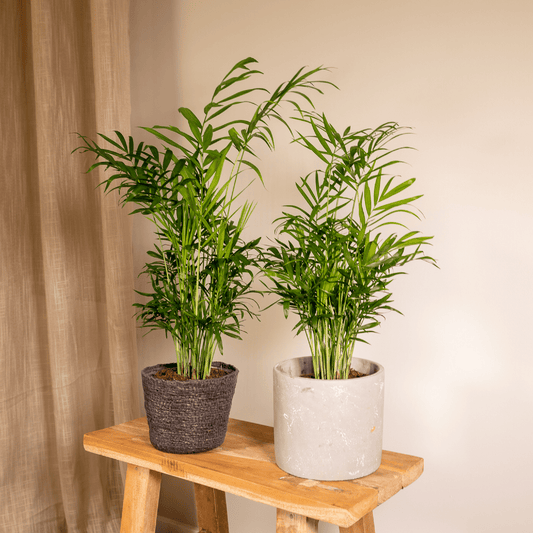 Pflanzen Set - 2 Pflanzen - Palmlilie - Chamaedorea Elegans - ↑40cm - Ø12 cm
