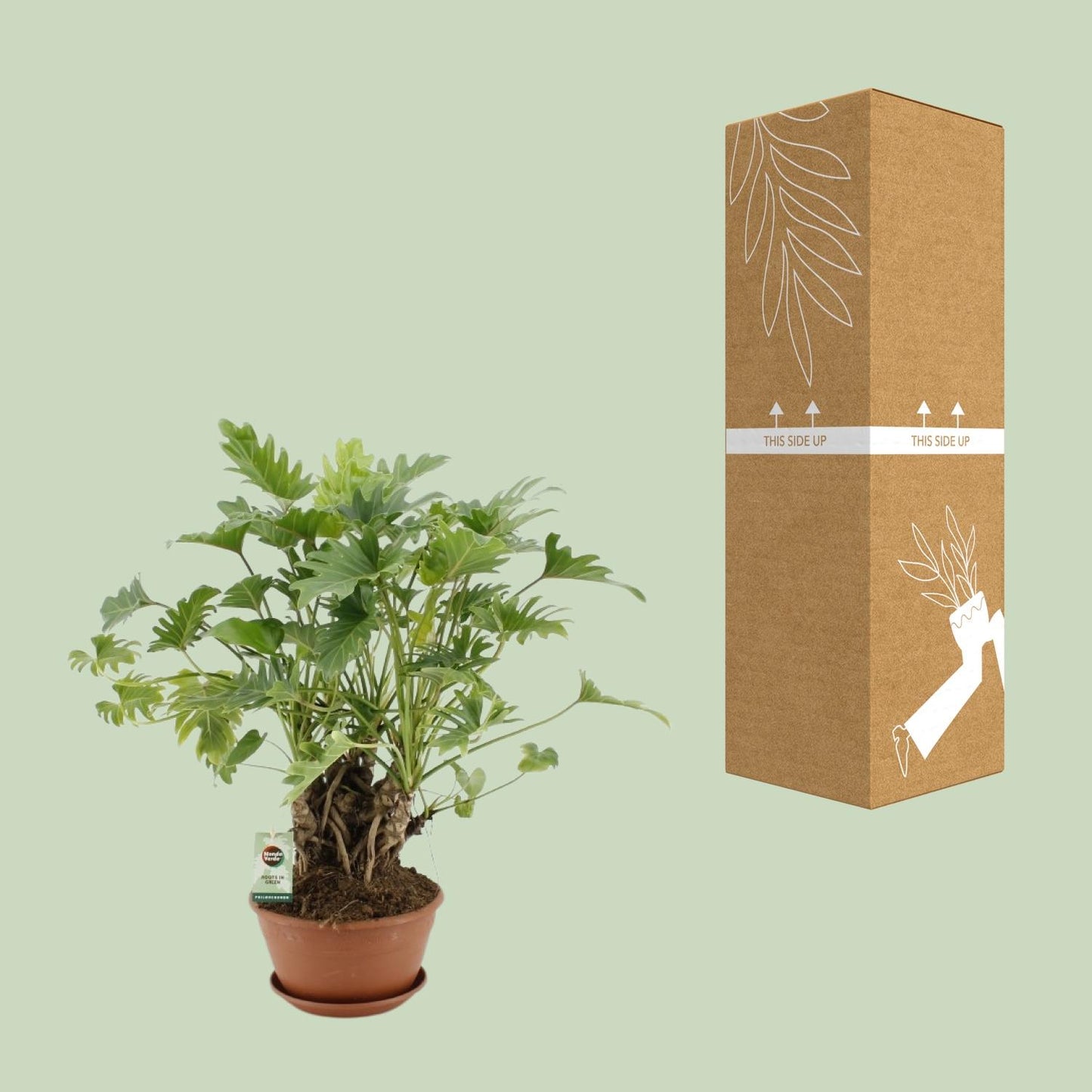 Philodendron Xanadu Op Stam - Ø22cm - ↕50cm - Plantabulous