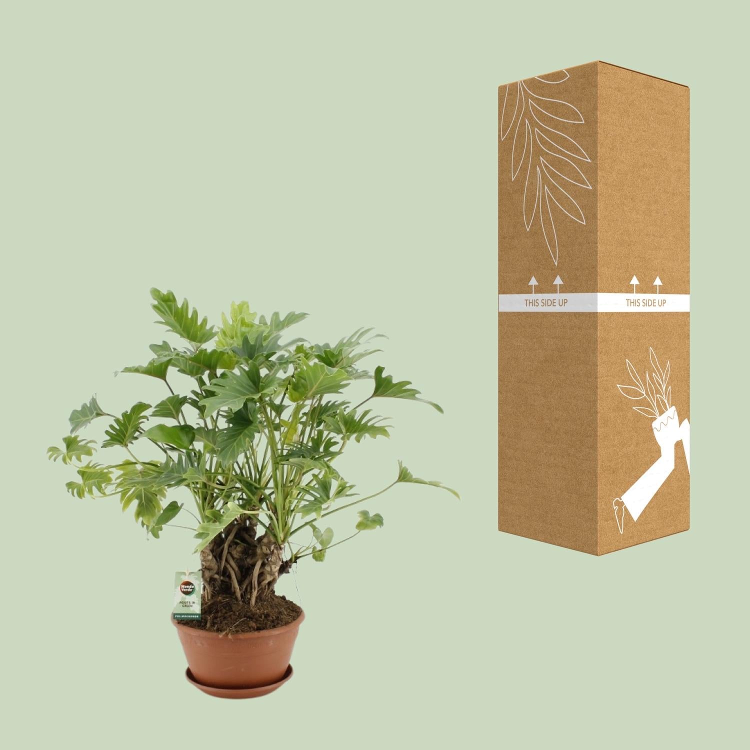 Philodendron Xanadu Op Stam - Ø22cm - ↕50cm - Plantabulous