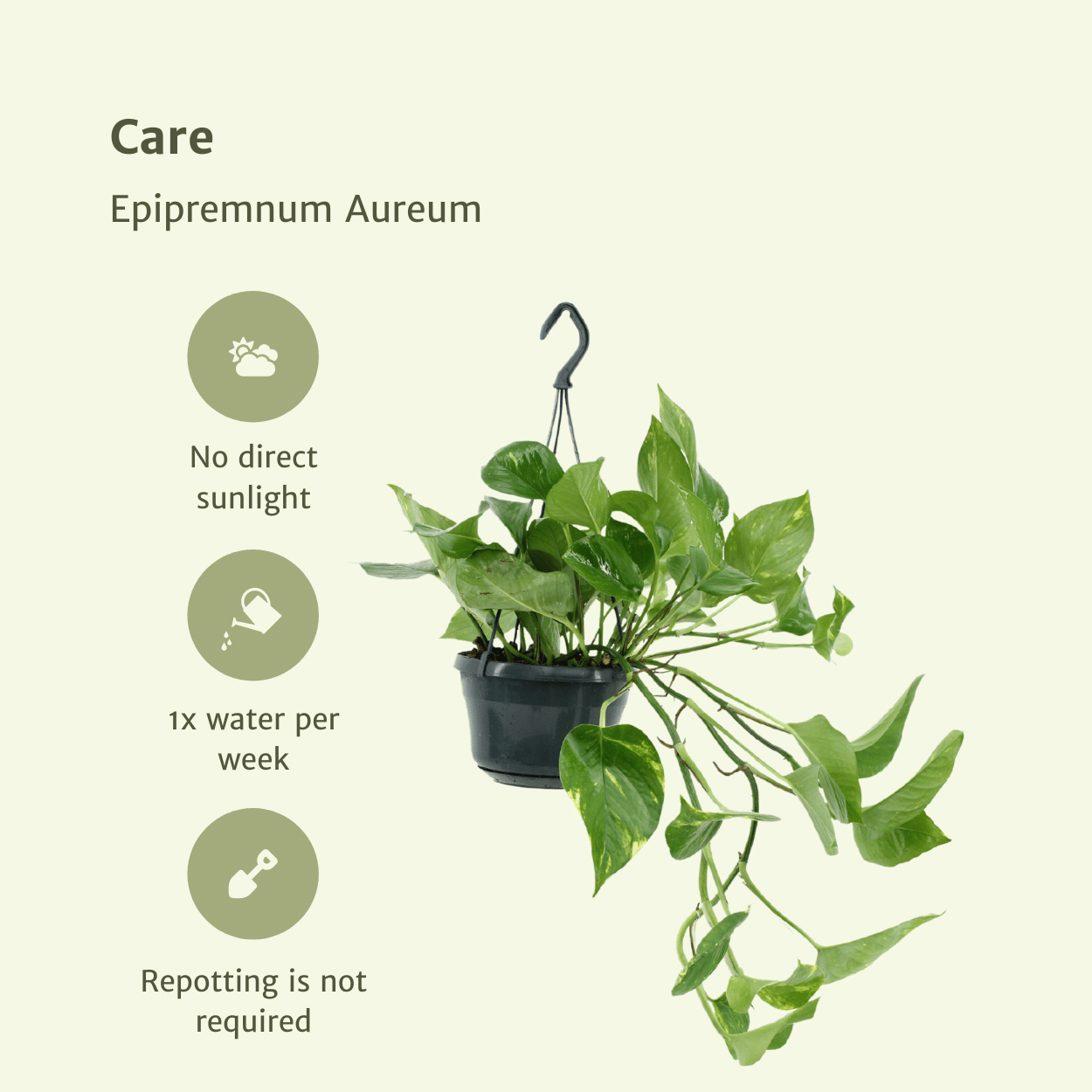 Pflanzen Set – 2 Pflanzen – Efeutute – Epipremnum 'Aureum' (Scindapsus) – ↑25 cm – Ø15 cm