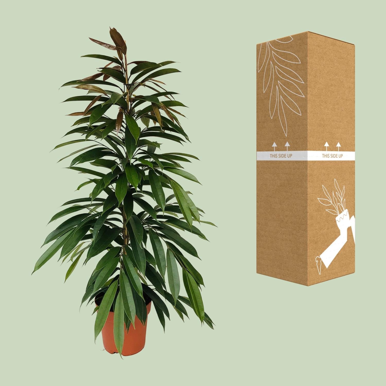 Feigenbaum – Ficus binnendijkii 'Amstel King' – 95 cm – Ø21 cm - Plantabulous