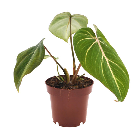 Philodendron – Philodendron 'Selloum Atom' – ↑25 cm – Ø12 cm