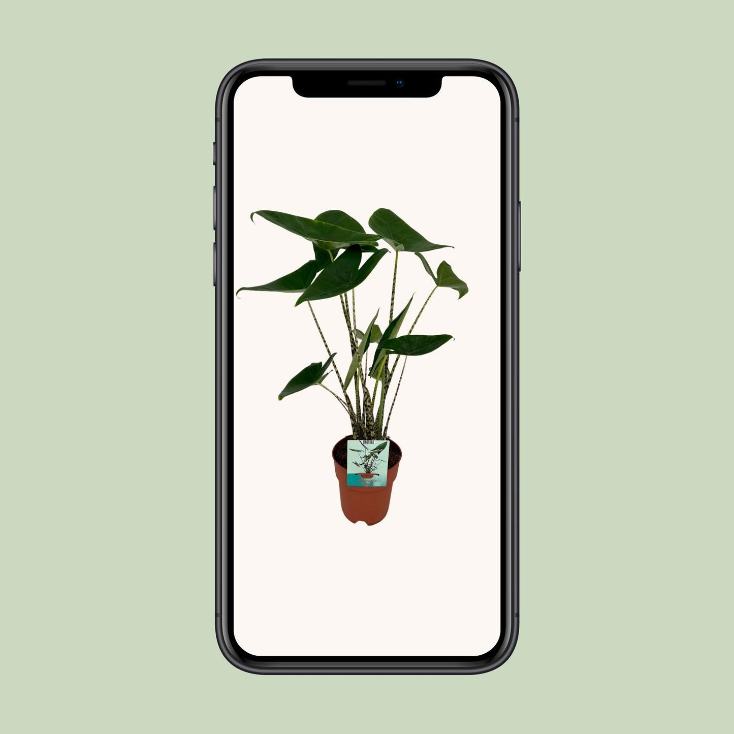 Pfeilblatt – Alocasia zebrina – 75 cm – Ø19 cm - Plantabulous