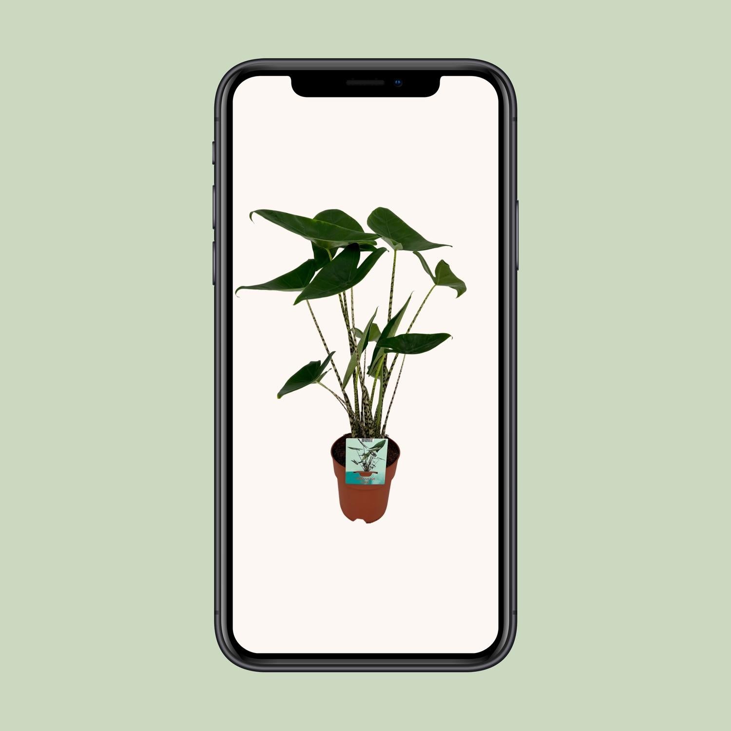 Pfeilblatt – Alocasia zebrina – 75 cm – Ø19 cm - Plantabulous