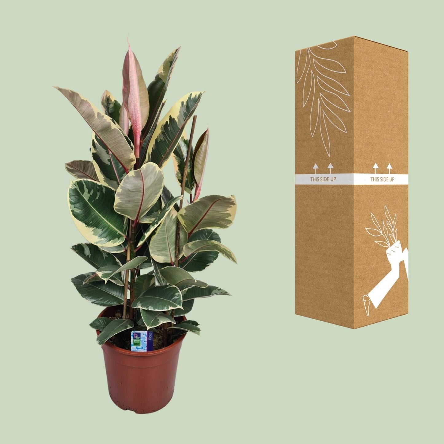 Gummibaum – Ficus 'Elastica Tineke' – ↑85 cm – Ø27 cm